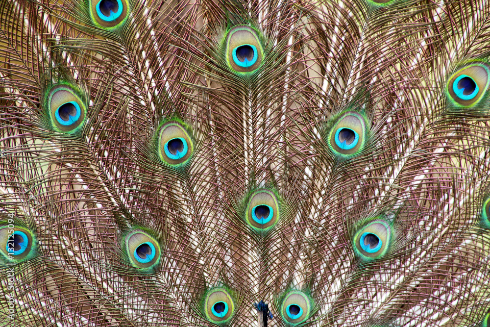 Obraz premium Patterns Textures and Feathers of Male Peacock Spread Display