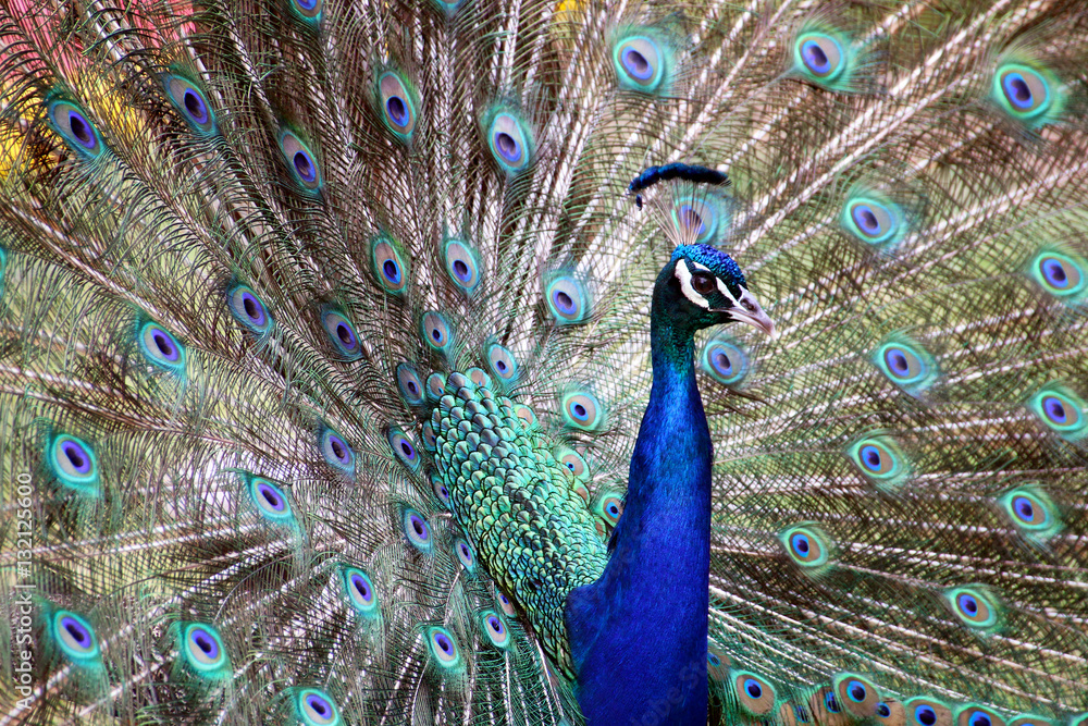 Fototapeta premium Blue Colorful Male Peacocks Patterned and Textured Feather Disp