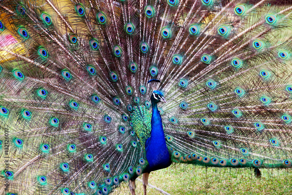 Naklejka premium Blue Colorful Male Peacocks Patterned and Textured Feather Disp