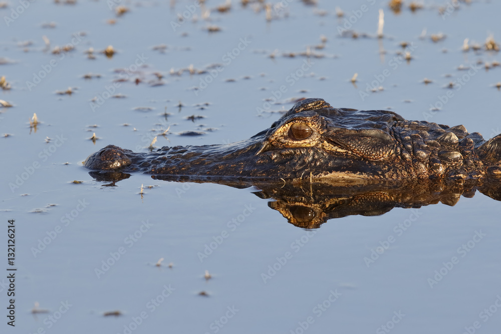 Closeup of an American Alligator - Florida