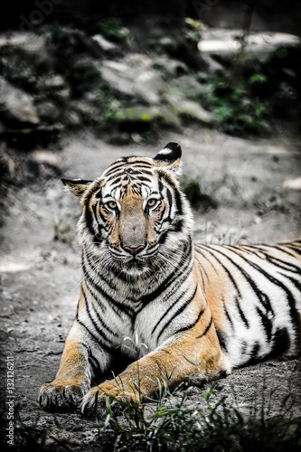 Fototapeta Naklejka Na Ścianę i Meble -  tiger lay on the ground with dramatic tone