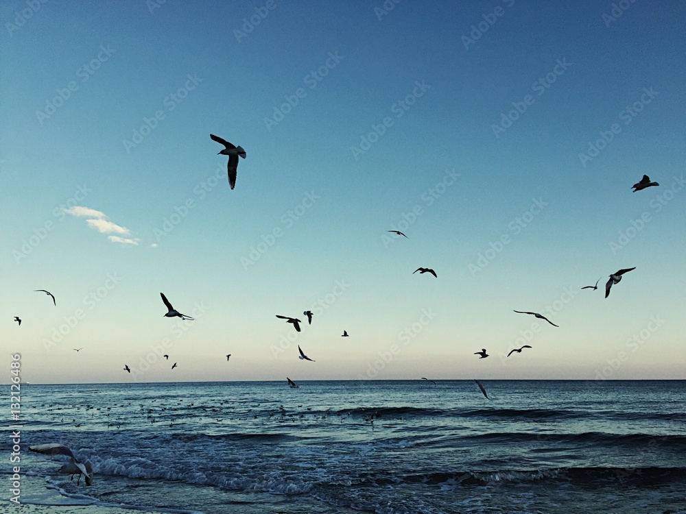 sea ​​sunset and flying seagulls