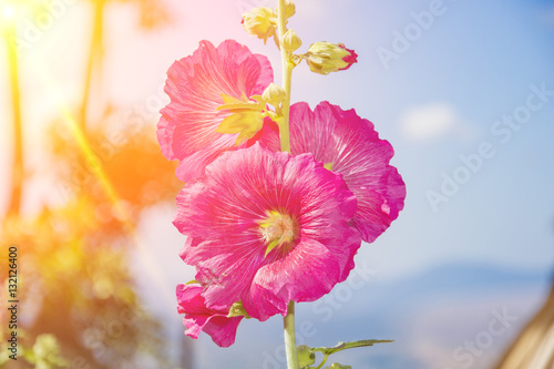 pink hollyhock flower beautiful in garden blur background