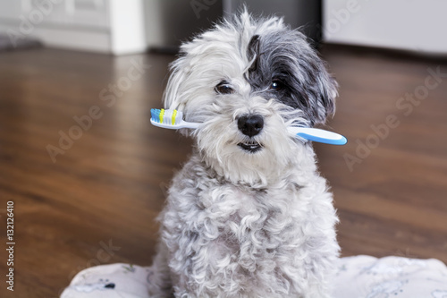 Fototapeta Naklejka Na Ścianę i Meble -  white poodle dog with a toothbrush in the mouth