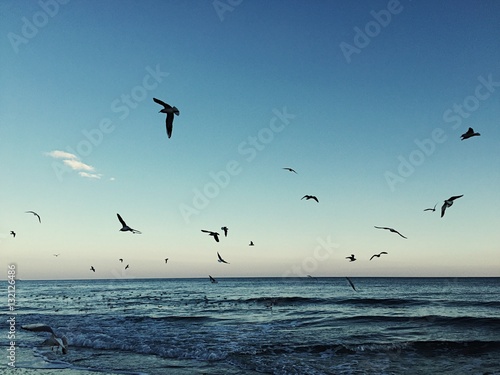 sea ​​sunset and flying seagulls