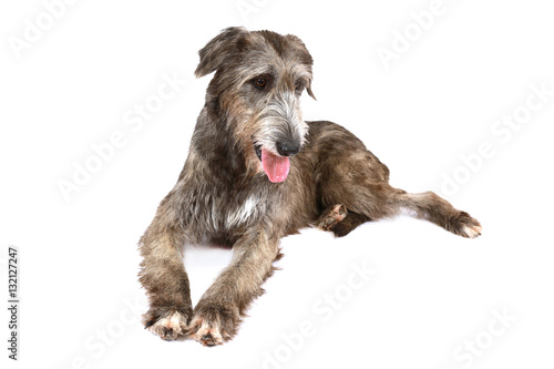 Portrait of an Irish wolfhound in a hat sitting at a table indoors
 photo