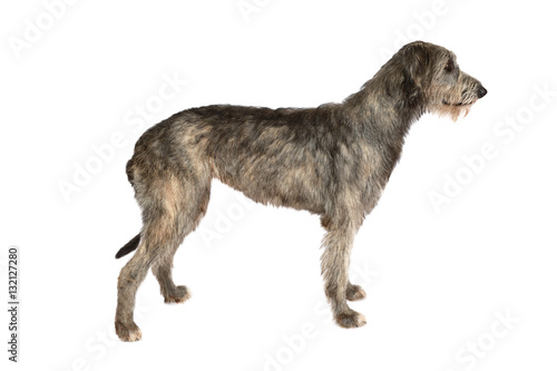 Portrait of an Irish wolfhound in a hat sitting at a table indoors
 photo