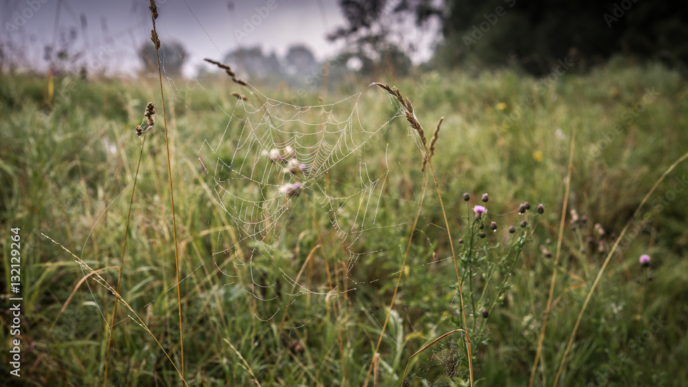 cobwebs in the field