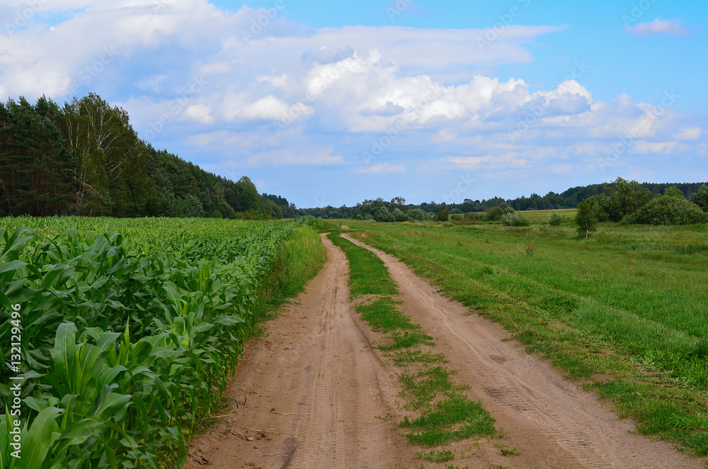 Sandy road near corn field, summer countryside