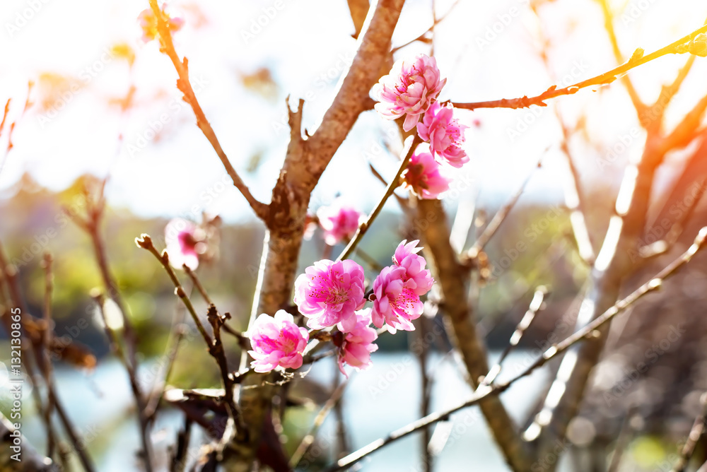 Obraz premium Close up of peach blossom on blue sky background at Chiang Mai, Thailand-Thai Sakura flower