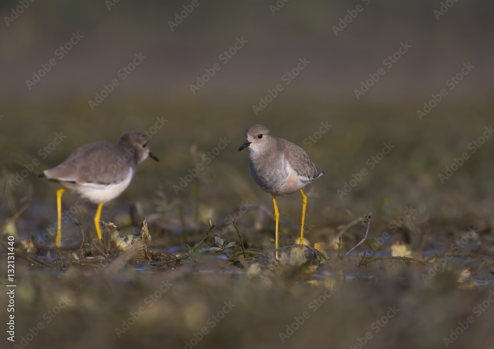 Pair of White-tailed lapwing (Vanellus leucurus) Pair of White-tailed lapwing (Vanellus leucurus)