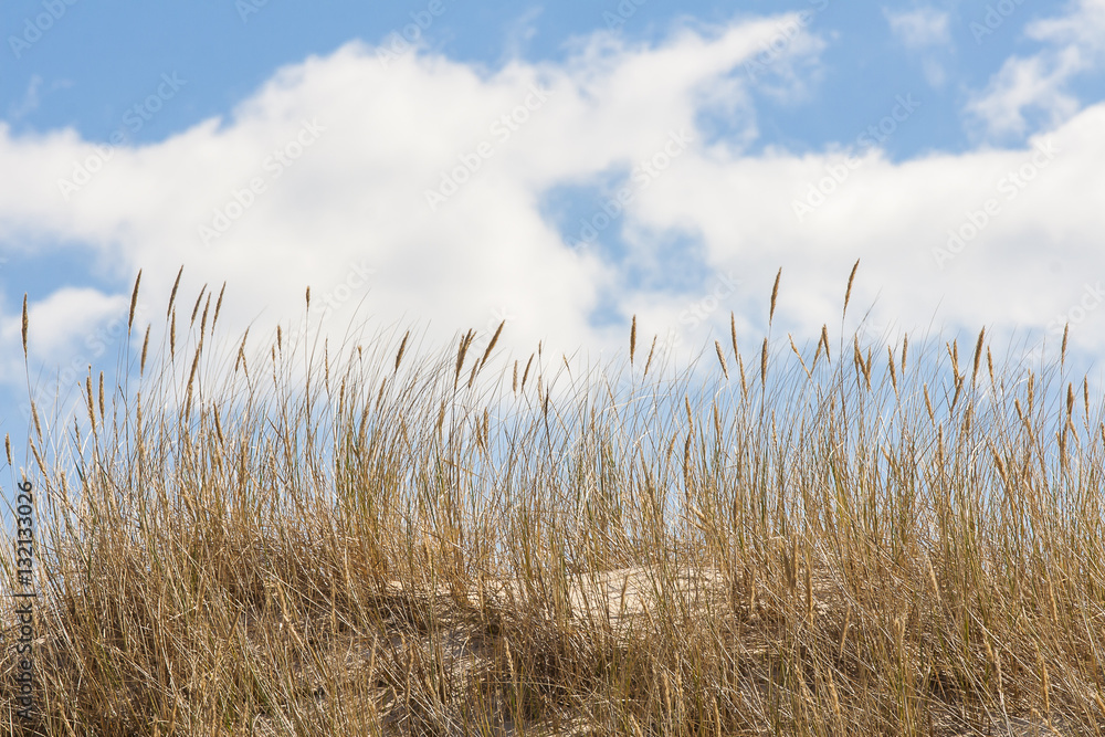 Obraz premium beautiful view of the coastal dunes