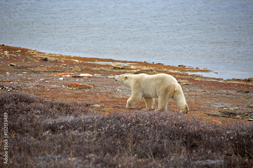 Eisbär © Andreas Edelmann