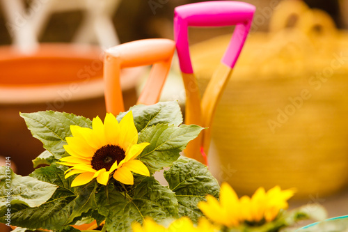 Fototapeta Naklejka Na Ścianę i Meble -  Closeup of beautiful yellow flowers, sunflowers