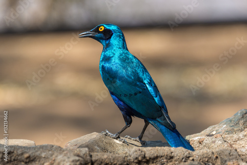 Bilde på lerret Shiny blue starling in Kruger National Park, South Africa