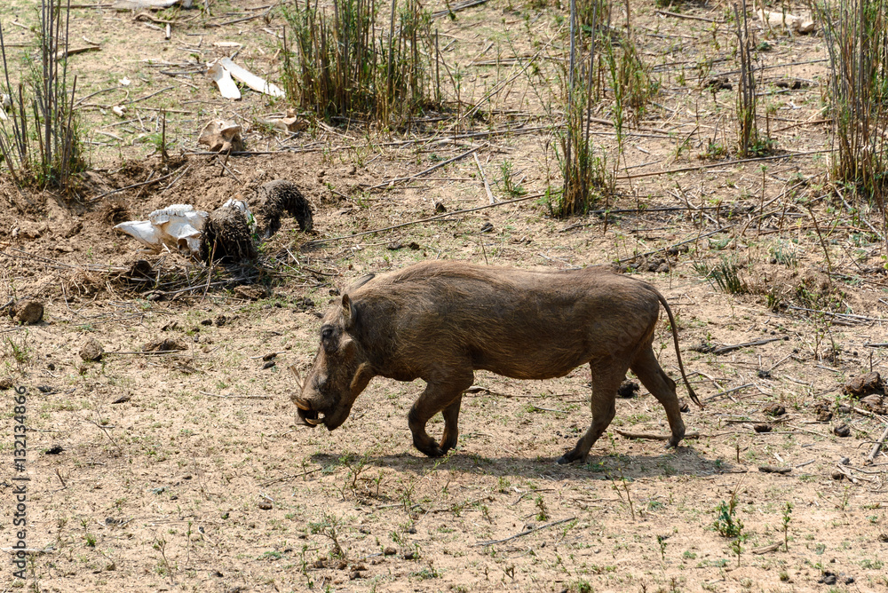 Warthog in Kruger National Park, South Africa, South Africa Warthog in Kruger National Park, South Africa, South Africa