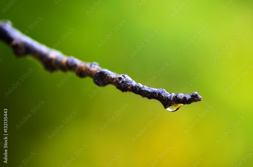 Rain Drop on Branch Rain Drop on Branch