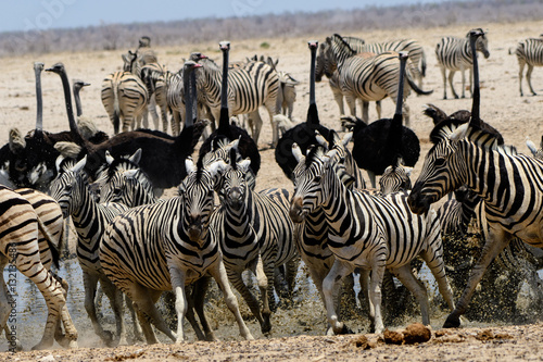 Zebras panic at the waterhole