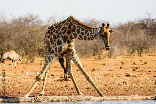 Canvas Print giraffe lifting its head after drinking