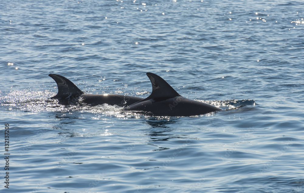 Pair of bottlenose dolphins in a tropical ocean Pair of bottlenose dolphins in a tropical ocean