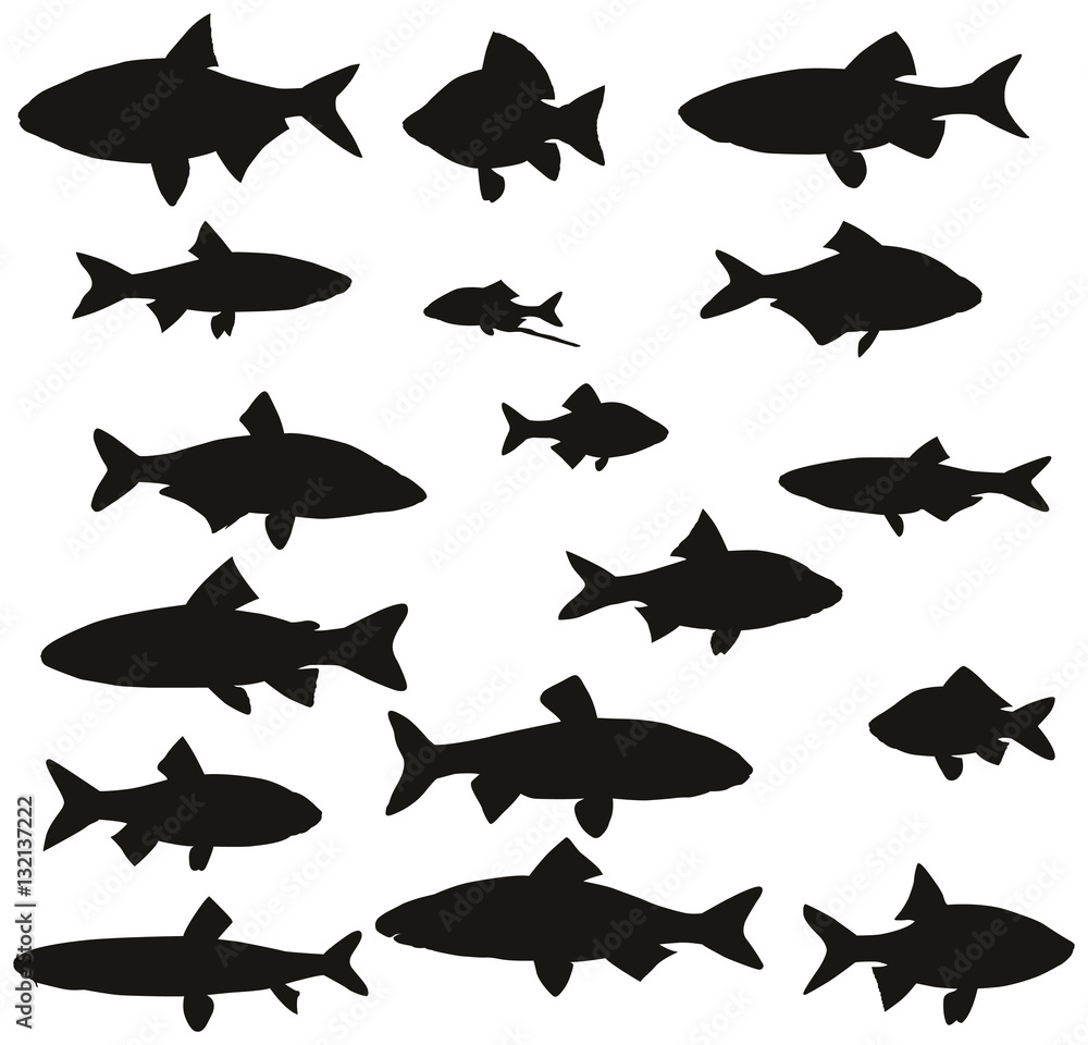 Fototapeta premium Set of black silhouettes of common river fish