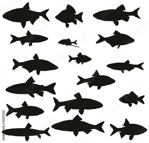 Set of black silhouettes of common river fish