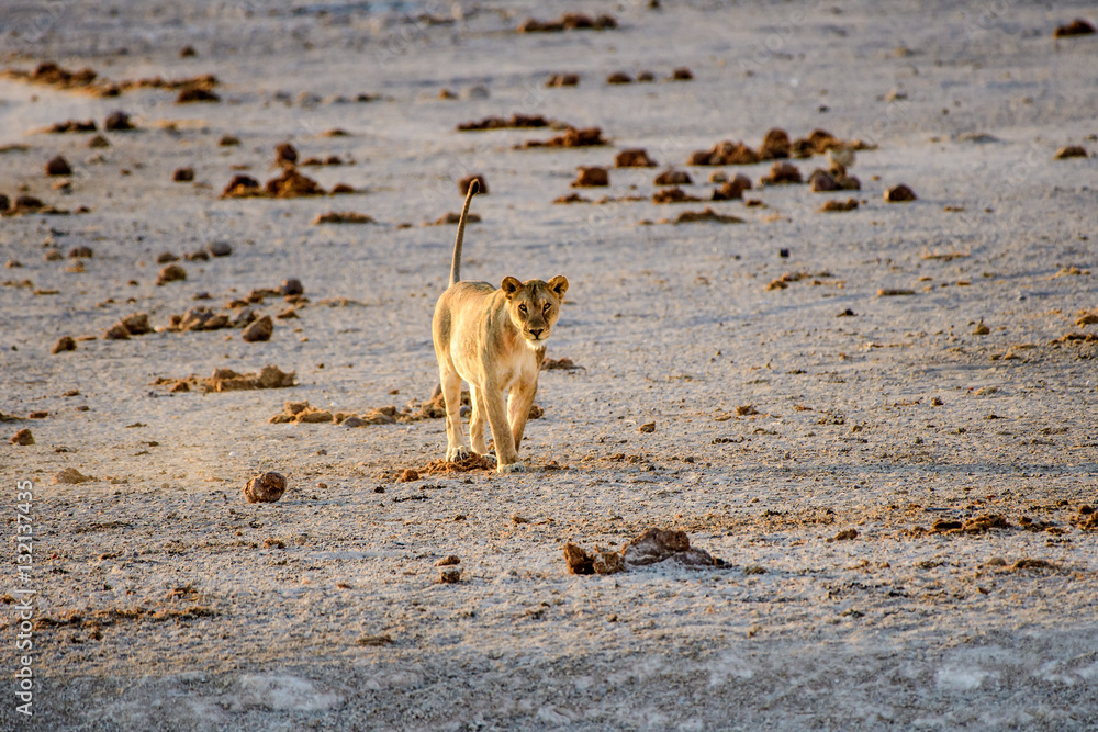 lioness strolling towards the waterhole lioness strolling towards the waterhole