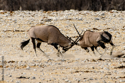 Canvas Print Gemsbok feuding