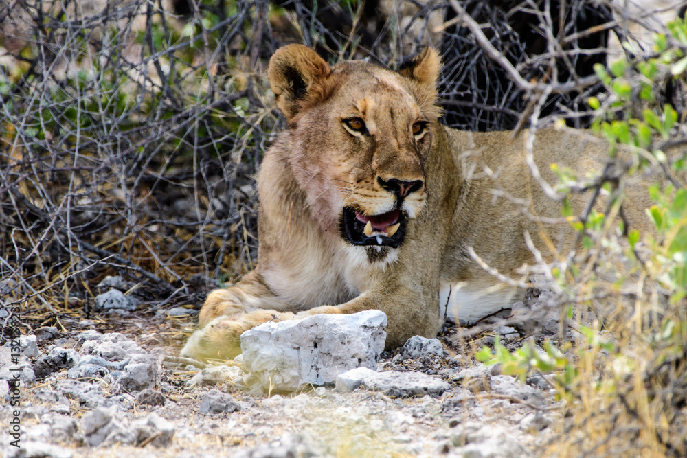 Fototapeta premium Close up of a lioness in the shade