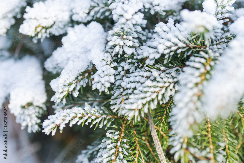 Fir branches covered with snow
