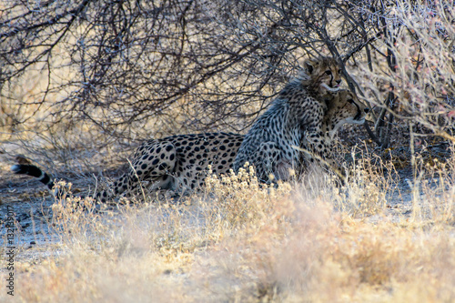 mother cheetah with cub sitting in the bush