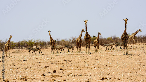 Safari experience © jtplatt