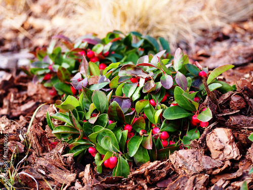 Gaultheria procumbens - eastern teaberry, the checkerberry, the boxberry,  the American wintergreen   