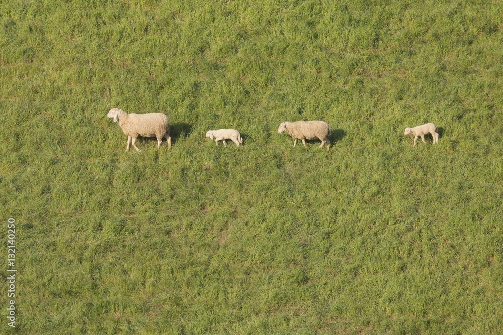 Obraz premium On the trot