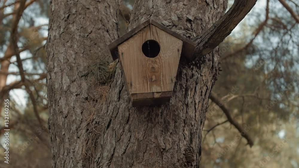 on the trunk of the tree weighs birdhouse on the trunk of the tree weighs birdhouse