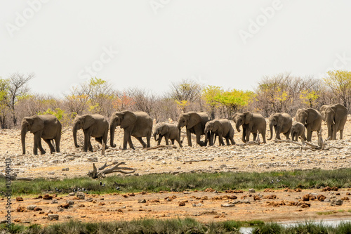 Elephant herd walking to the waterhole