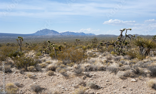 Mojave Desert cactus © Bokicbo
