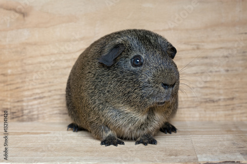 Agouti Meerschweinchen (Glatthaar)