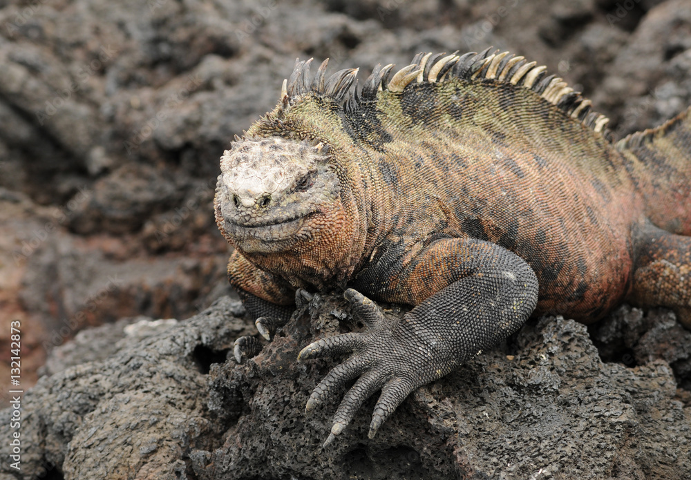 Fototapeta premium Galapagos Meerechse