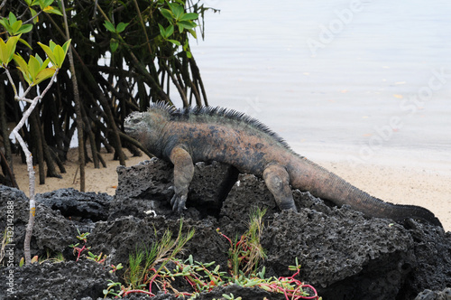 Galapagos Meerechse auf Lavagestein photo