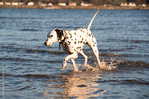 Dalmatian dog walking in the sea