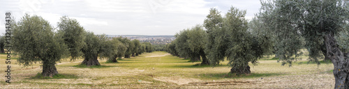 Panoramica de Campo de olivos photo
