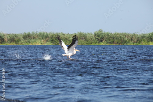 Flock of wild pelicans in the Danube Delta