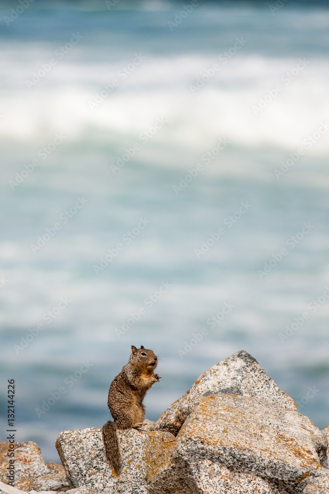 Squirrel outpost on rocky shore