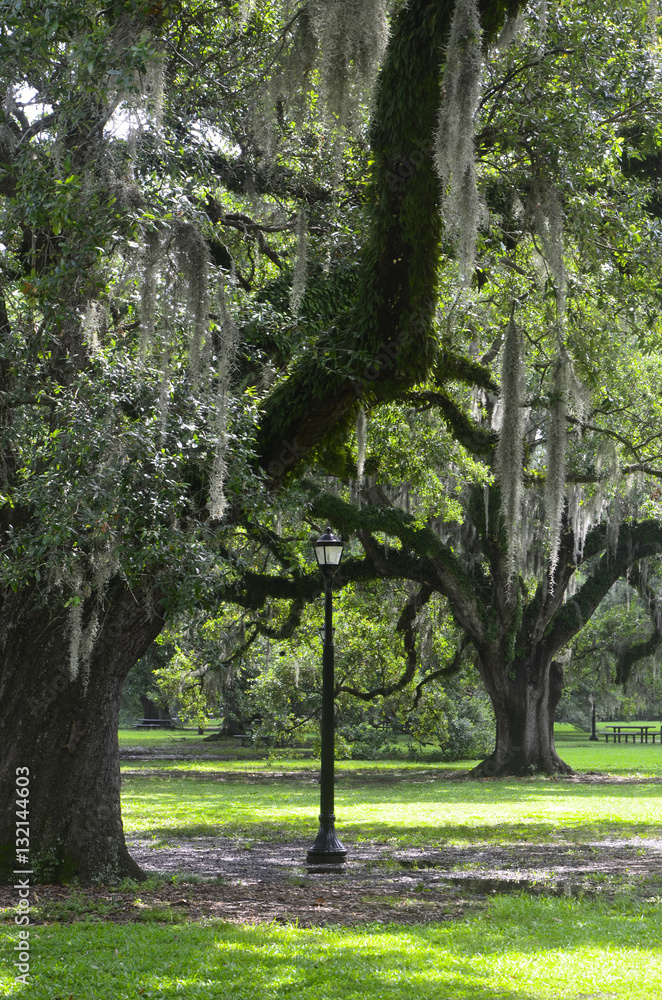 Fototapeta premium New Orleans live oaks
