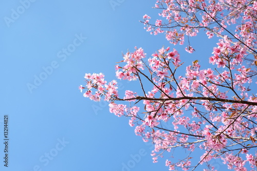 sakura or cherry blossom flowers full blooming with blue sky background as can see in Japan and now on Thailand