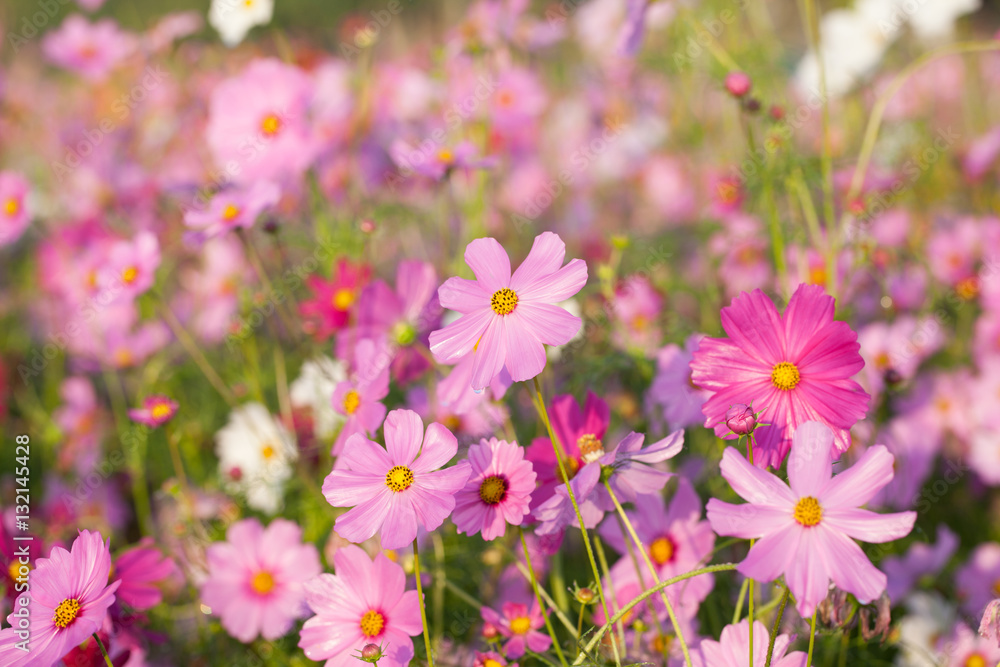 Cosmos flowers blooming in the garden. Winter season. Cosmos flowers blooming in the garden. Winter season.