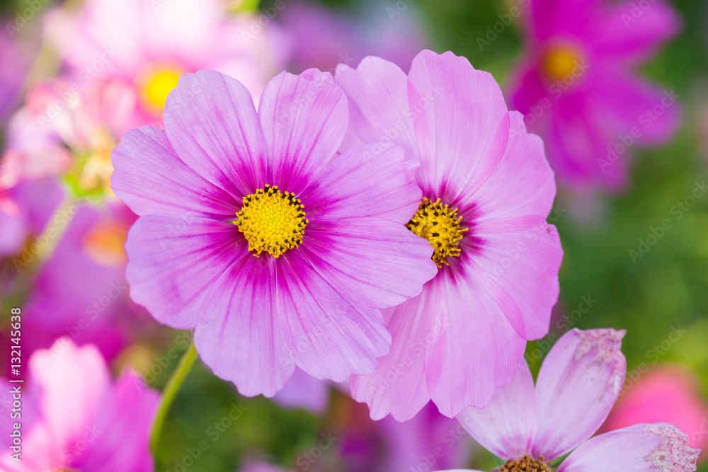 Cosmos flowers blooming in the garden. Winter season. Cosmos flowers blooming in the garden. Winter season.