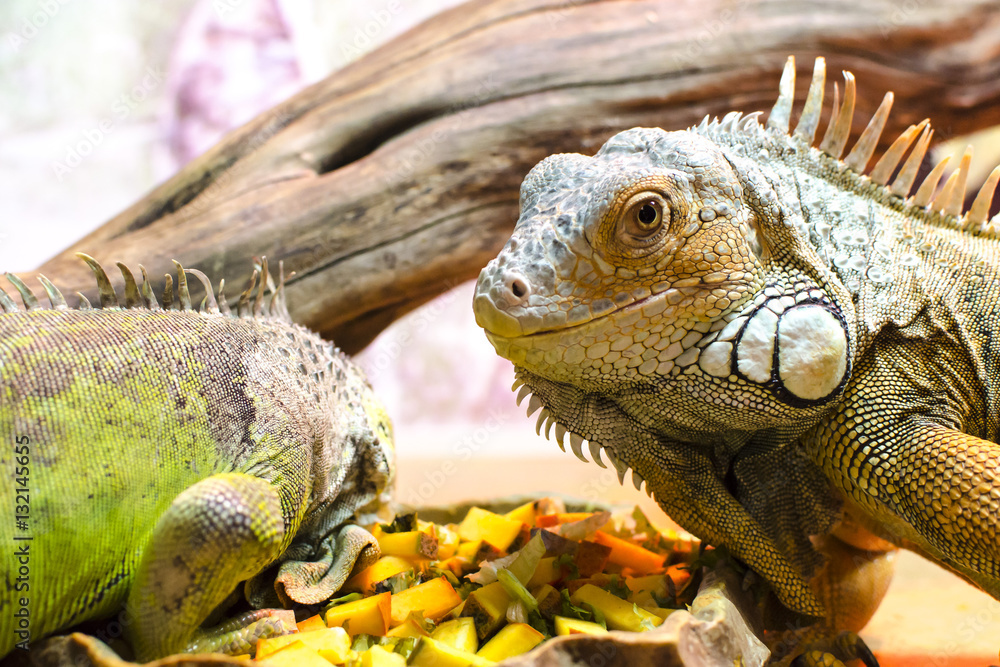 Two green iguanas (Iguana iguana) eating vegetables, close-up photo Two green iguanas (Iguana iguana) eating vegetables, close-up photo