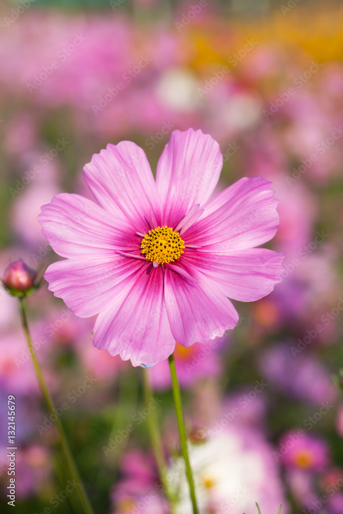Cosmos flowers blooming in the garden. Winter season. Cosmos flowers blooming in the garden. Winter season.